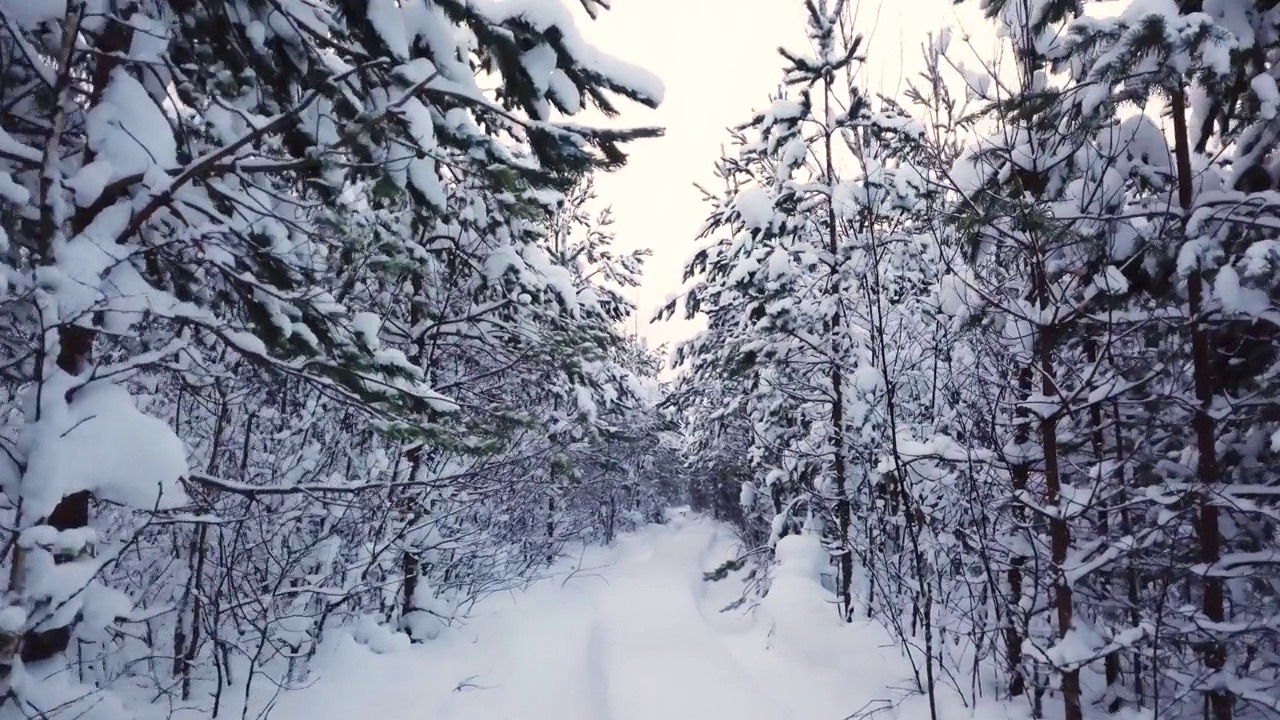 松树上的雪，空旷的道路视频素材