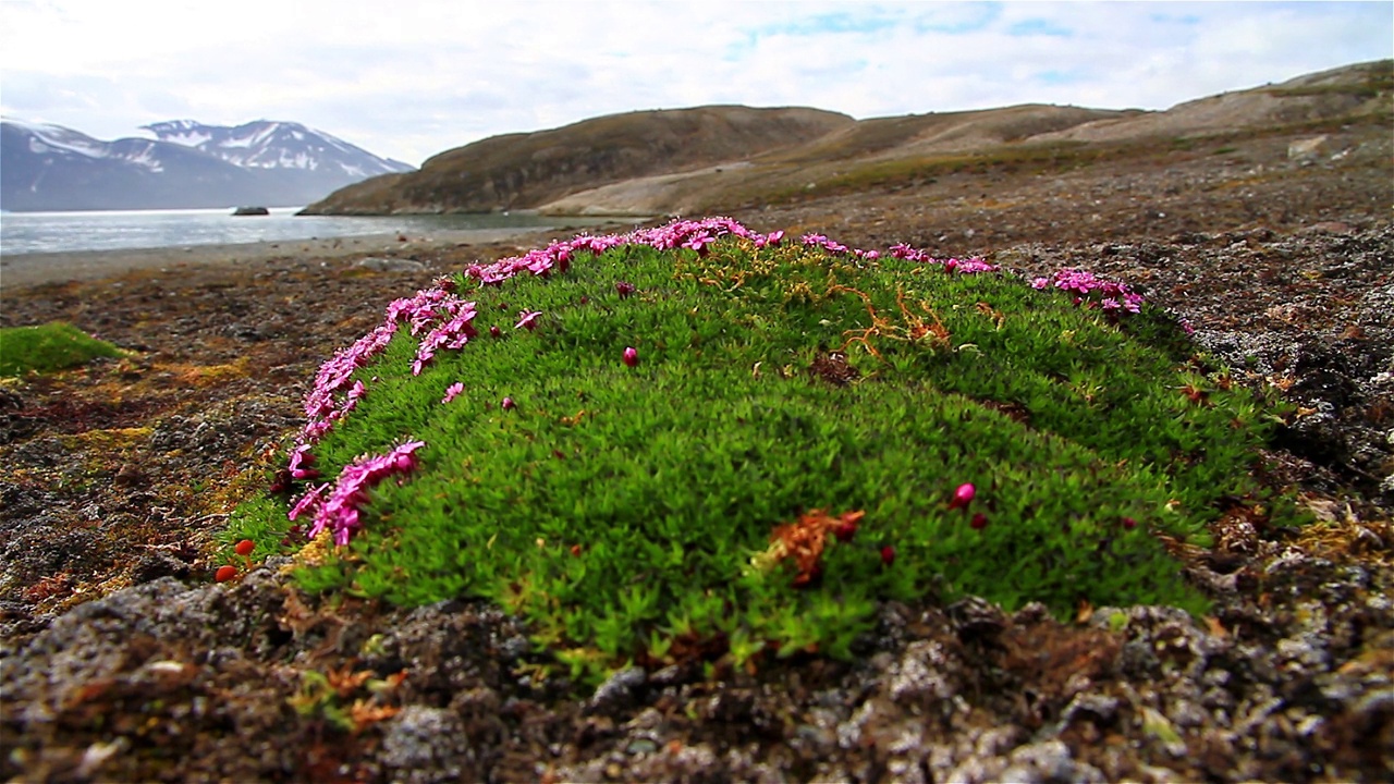 Saxifrage，北极花，斯瓦尔巴特群岛视频素材