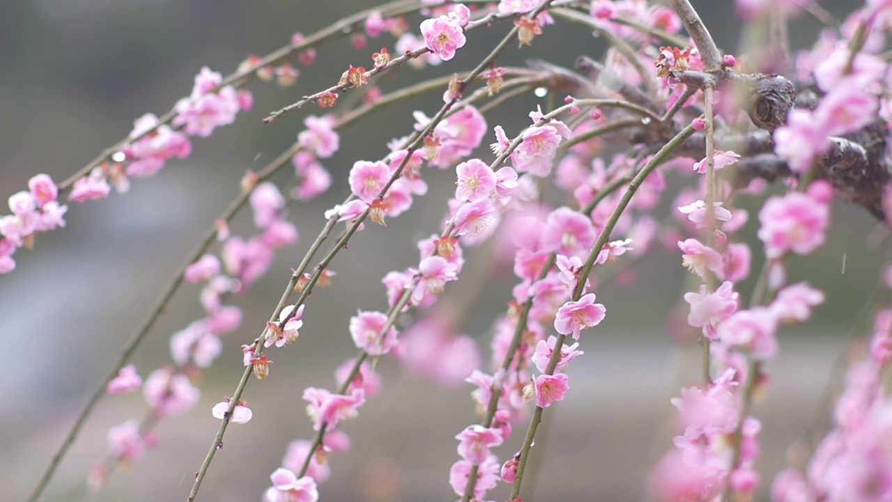 雪花飘落在梅花上。日本的冬季景观。视频素材