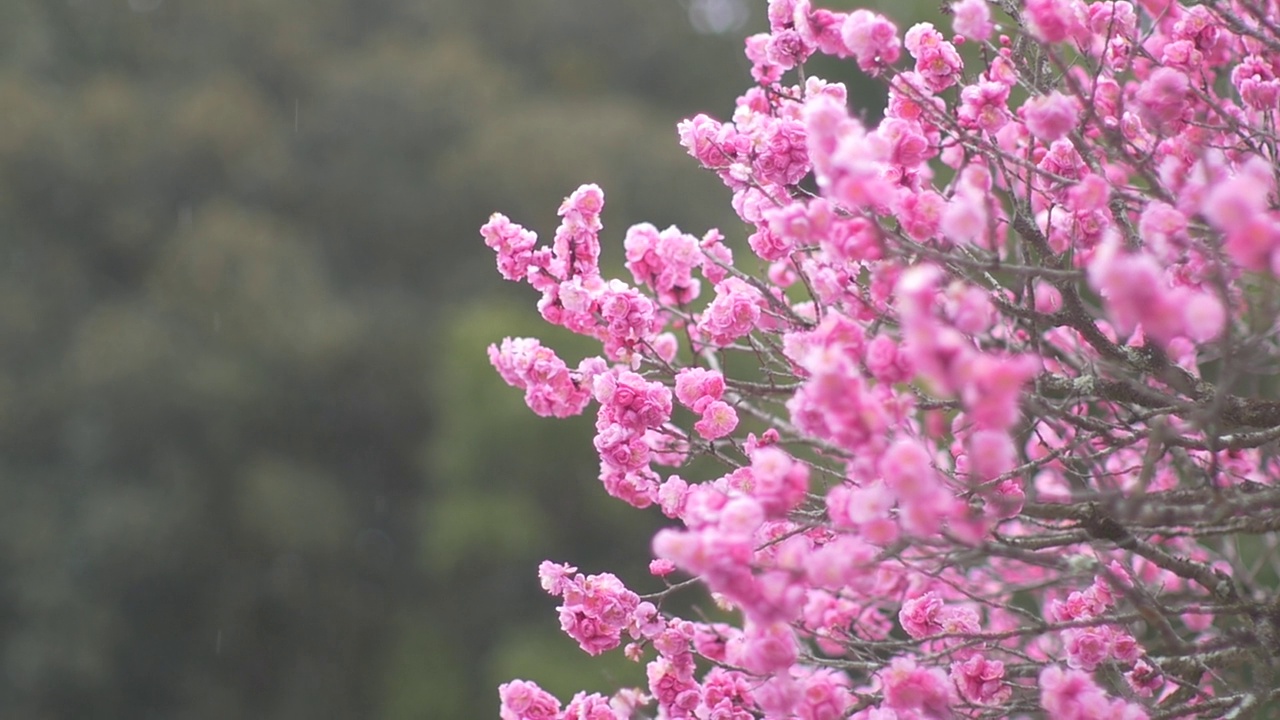 雪花飘落在梅花上。日本的冬季景观。视频素材