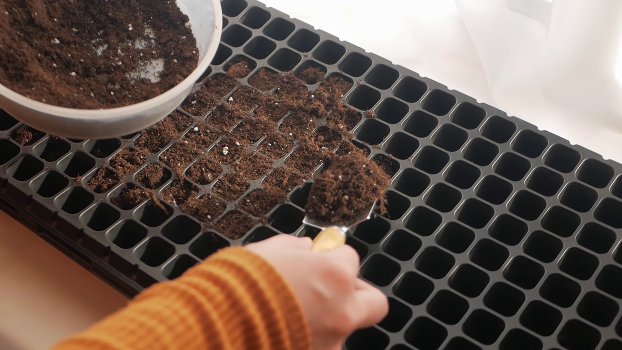 女农民把土倒进细胞，花盆。秧苗，种植植物的种子在窗台上。生态。铲视频素材