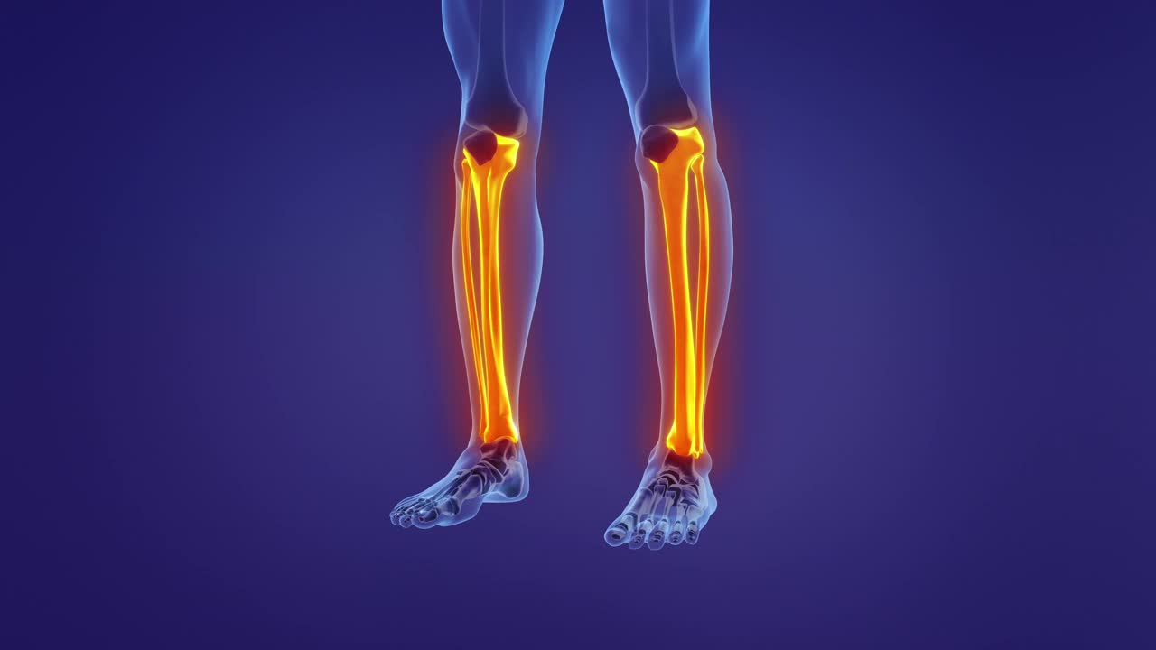 人体腿部解剖学视频素材