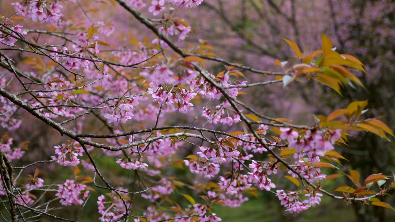 樱花樱花枝与粉红色的花朵在日本春天花园的特写视频素材