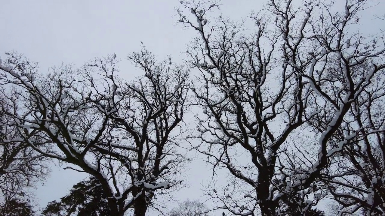 雪橡树在冬天冠上花冠视频素材