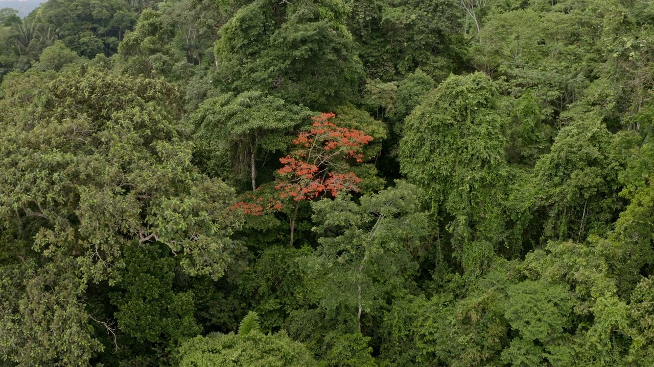 自然背景:在热带森林的树冠间飞翔视频素材