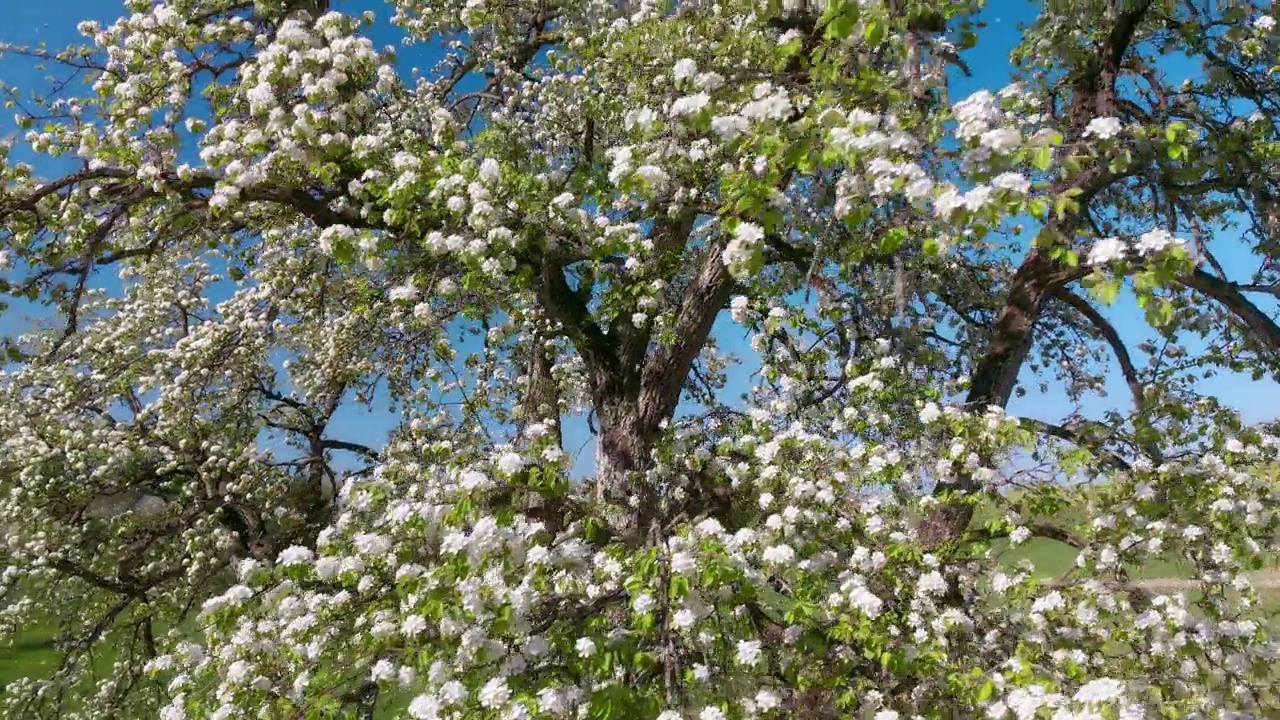 从四面开花的树枝视频素材