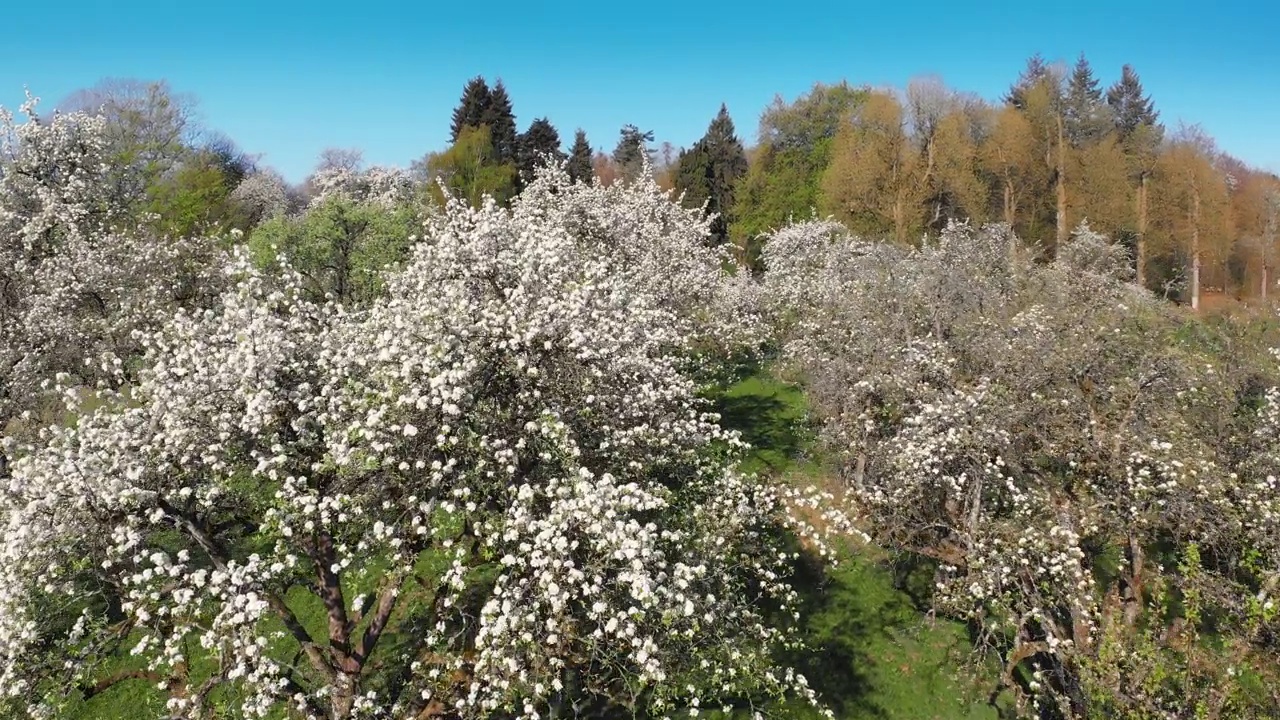 绿油油的草地上，树木开花视频素材