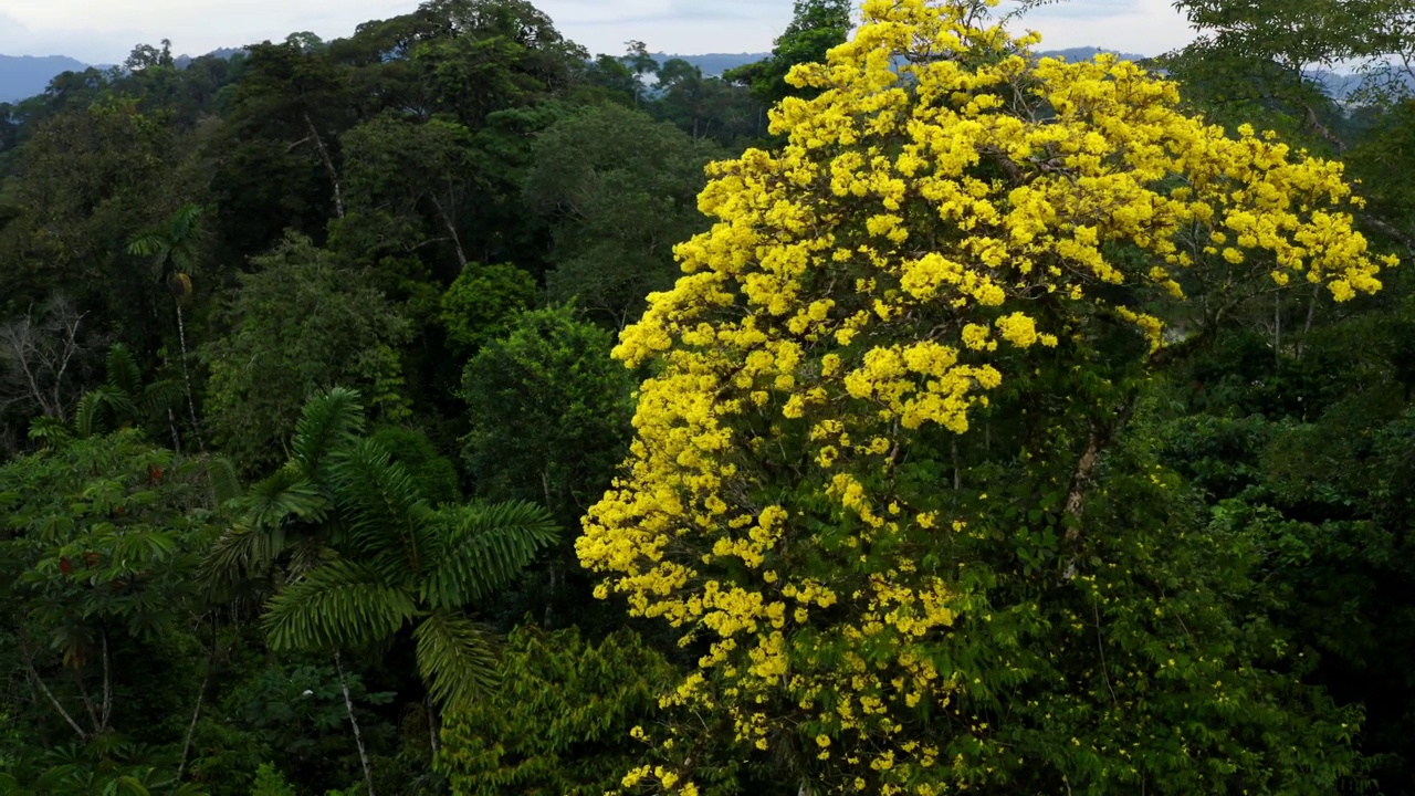 鸟瞰图，瓜亚坎喇叭树，Tabebuia Guayacan，黄色花朵视频素材