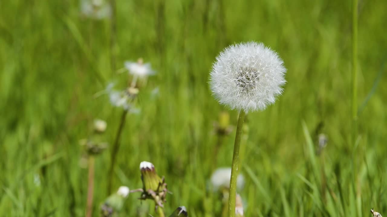 蒲公英视频素材