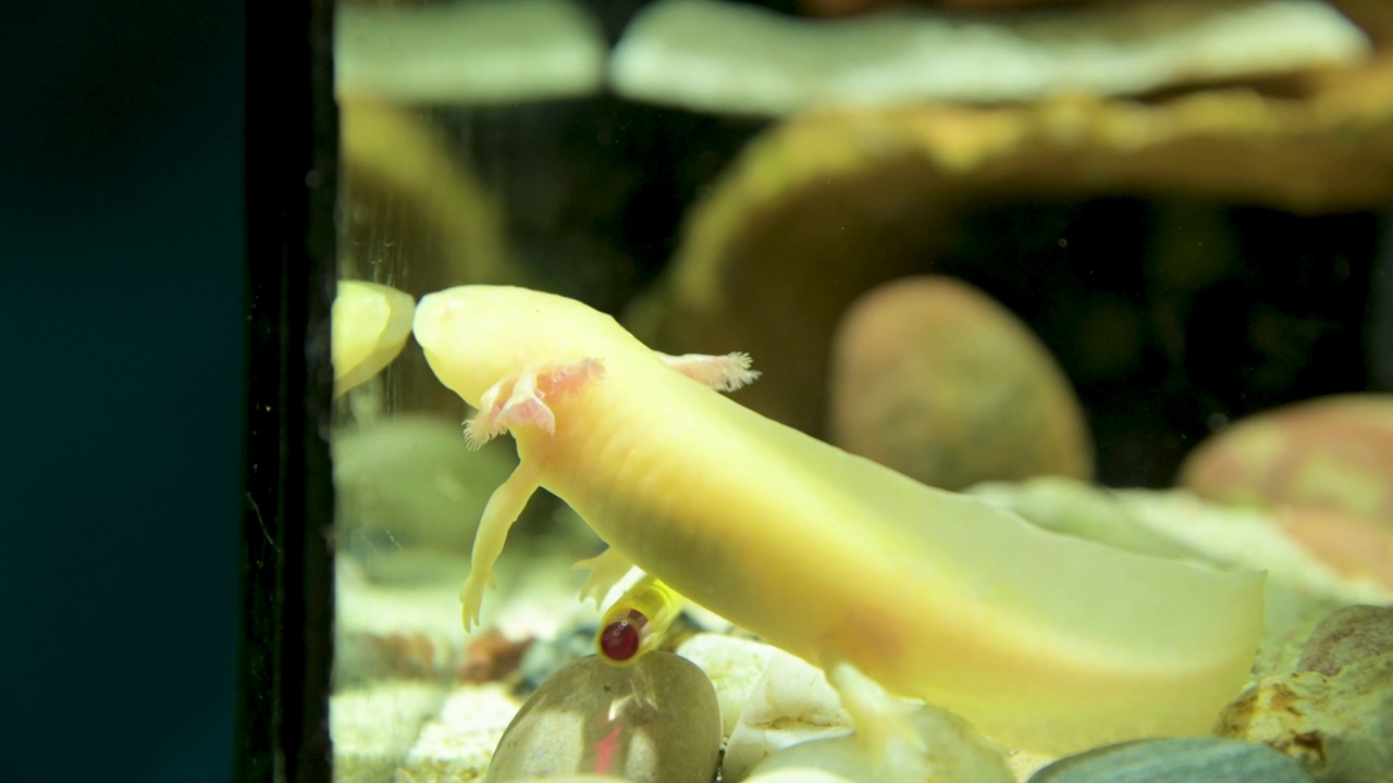 在水族馆底部的墨西哥蝾螈的特写视频素材