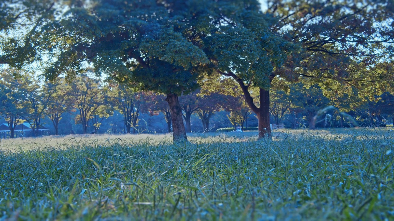 草地公园，假日里每天的场景视频素材