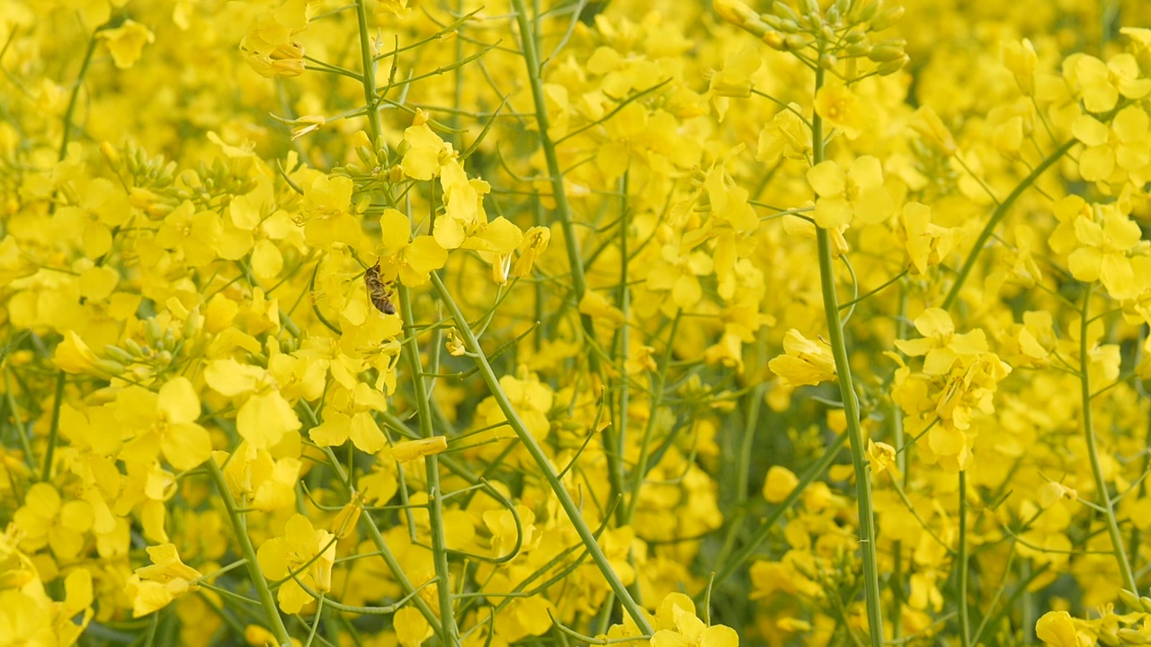 油菜花在田野上。视频素材