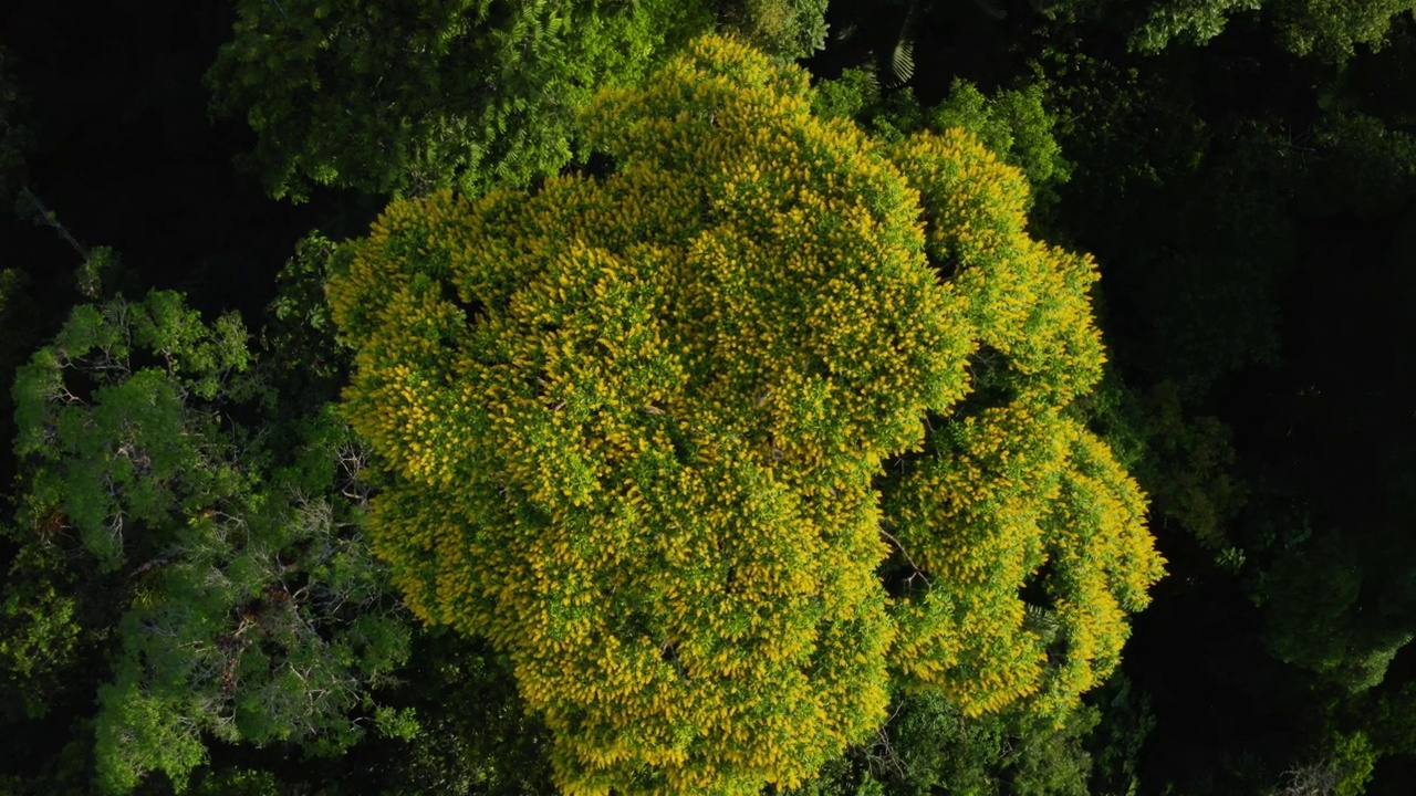 放大热带森林树冠上的黄色花朵视频素材