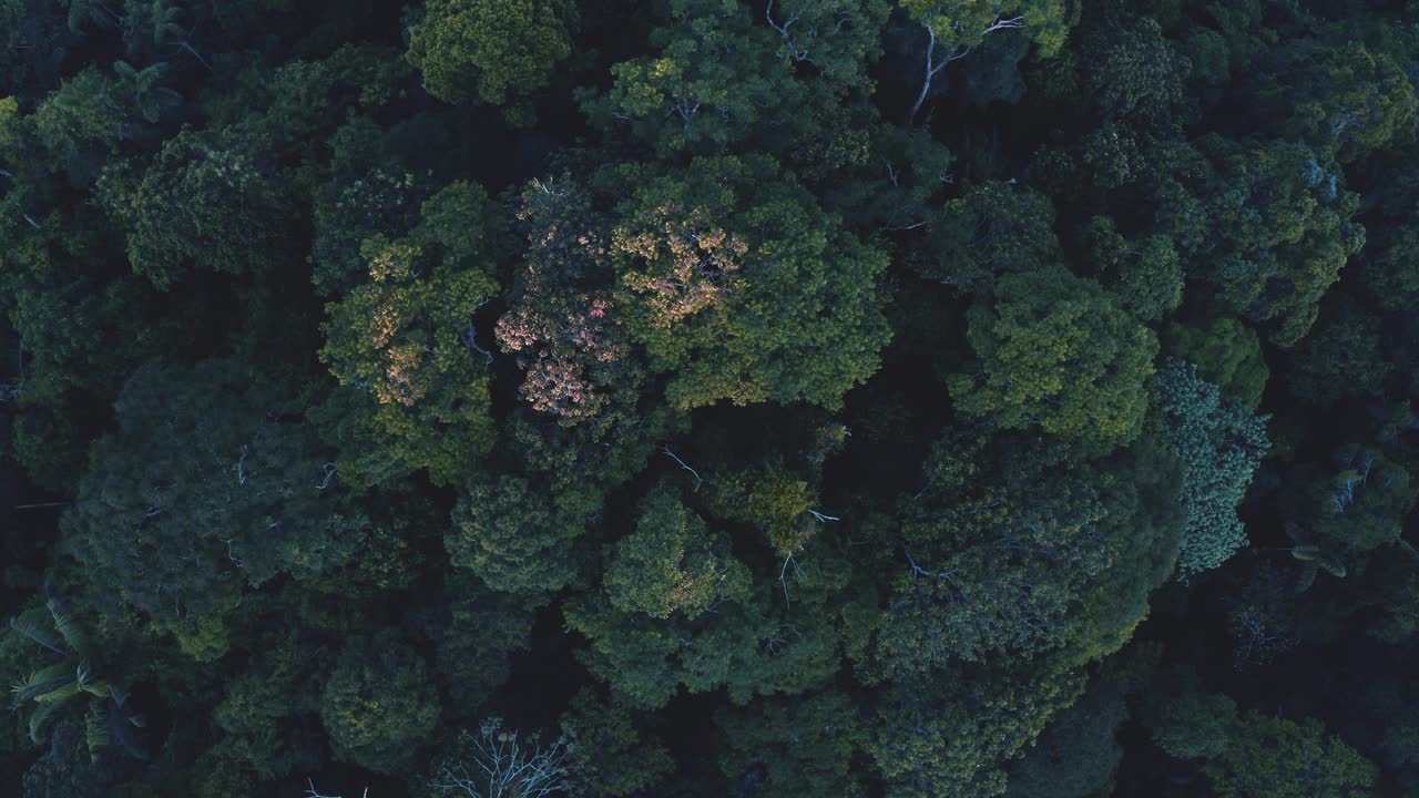 空中俯视，缓慢的电影拍摄的热带森林冠层视频素材