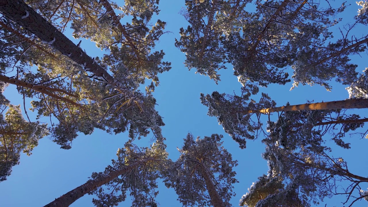 在蓝天的衬托下，树枝上挂着雪花的松树视频素材