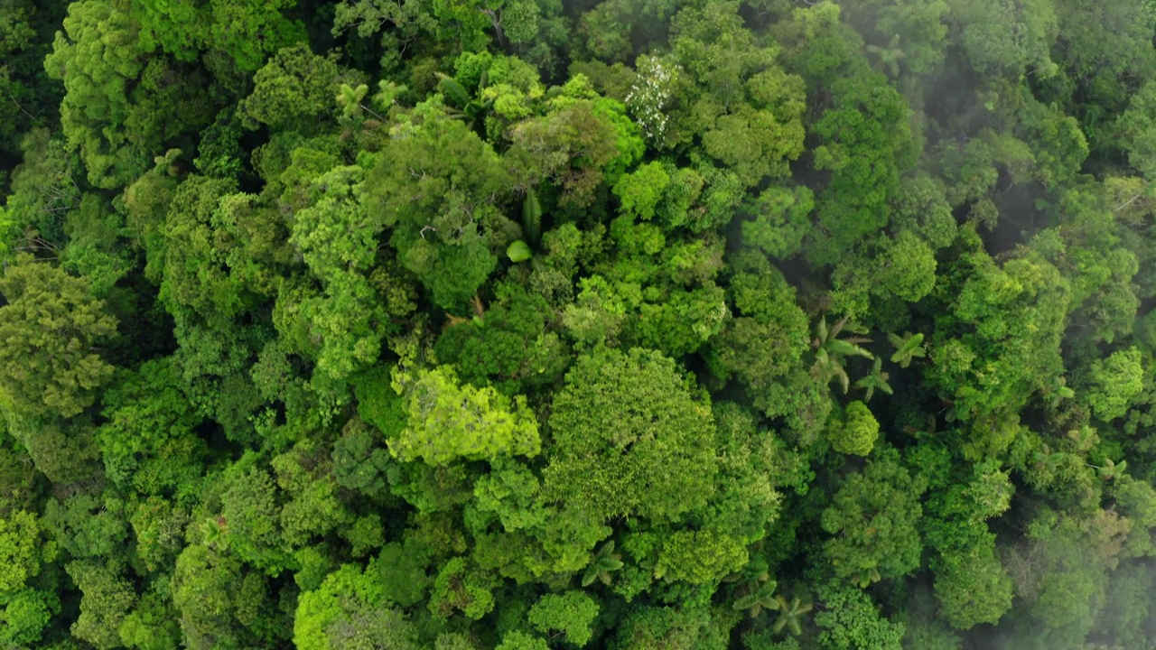 电影空中背景的自然:显示热带森林冠层视频素材