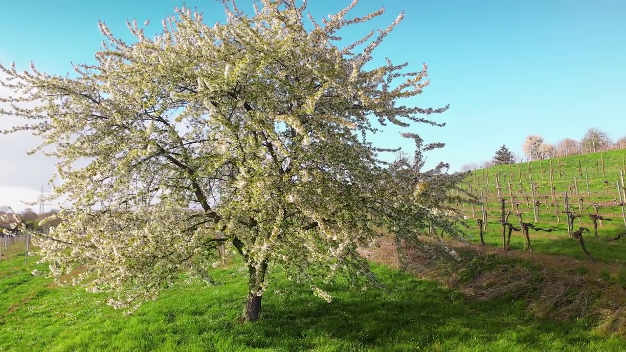 绿油油的草地上，树开满了花视频素材