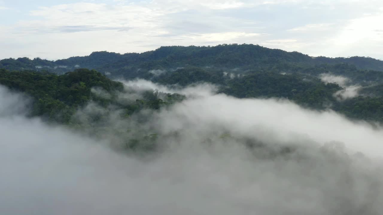 清晨的雾笼罩在森林的树冠上，这是一张展示热带森林的航拍照片视频素材