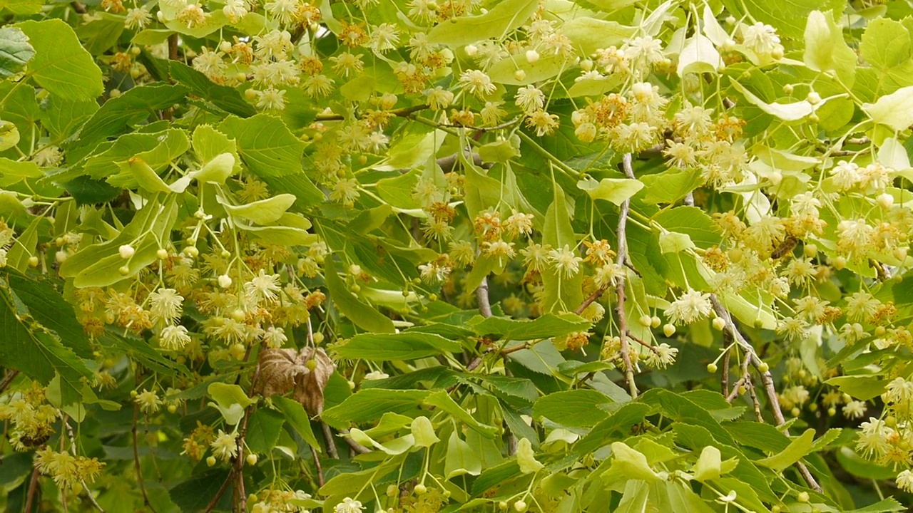 花园里盛开的菩提树。视频素材