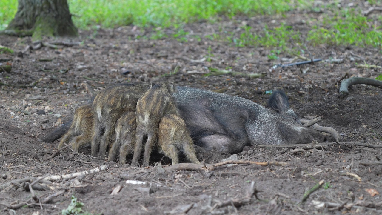 野猪(Sus scrofa)，带着哺乳的小猪视频素材