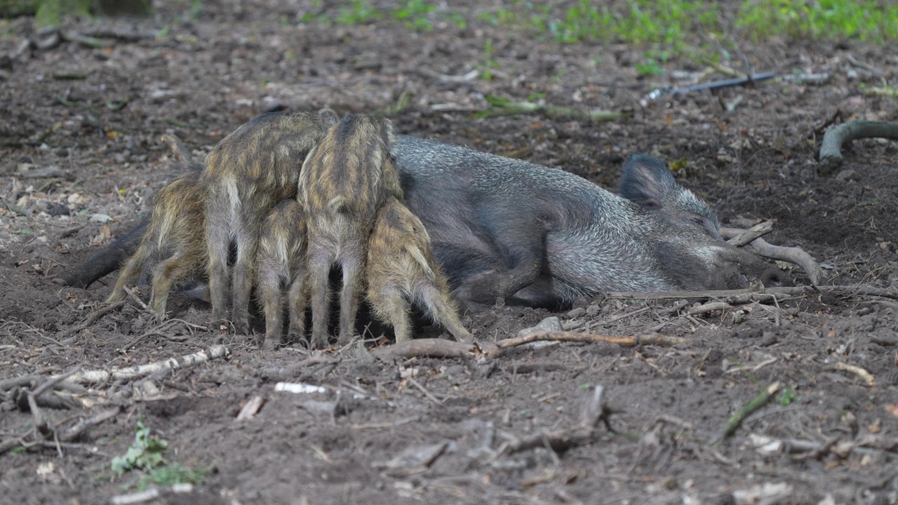 野猪(Sus scrofa)，带着哺乳的小猪视频素材