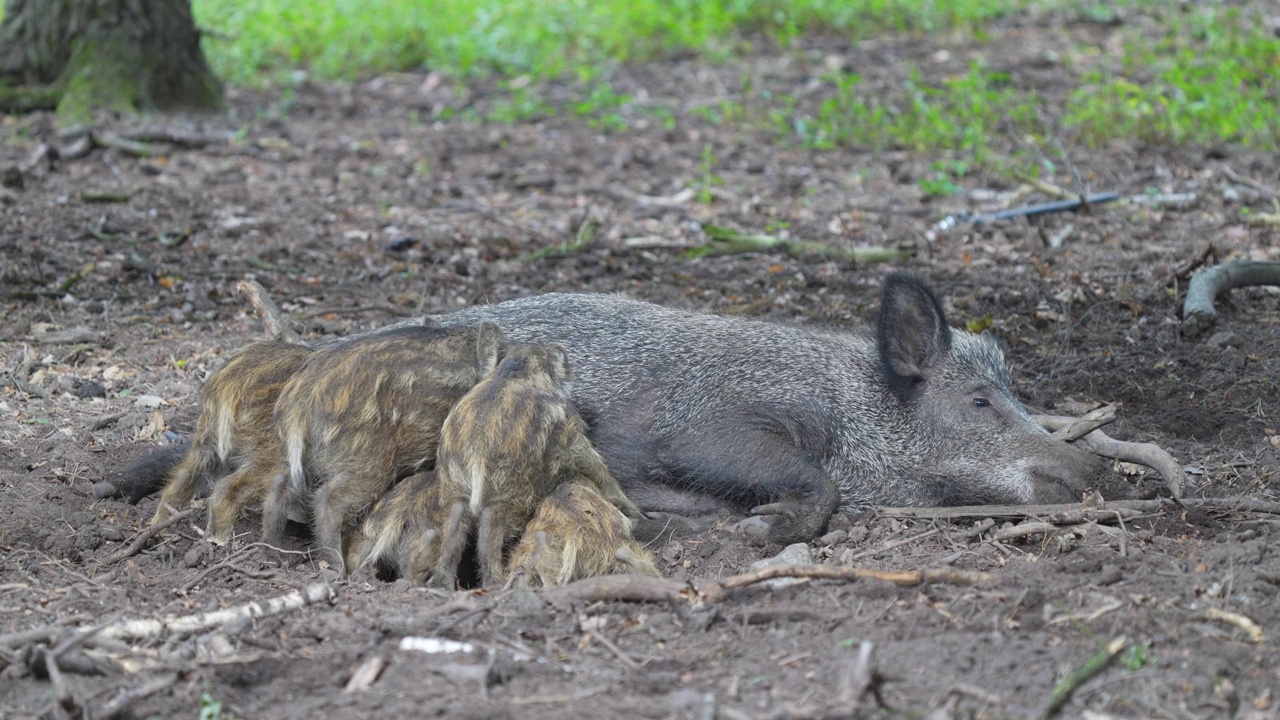 野猪(Sus scrofa)，带着哺乳的小猪视频素材