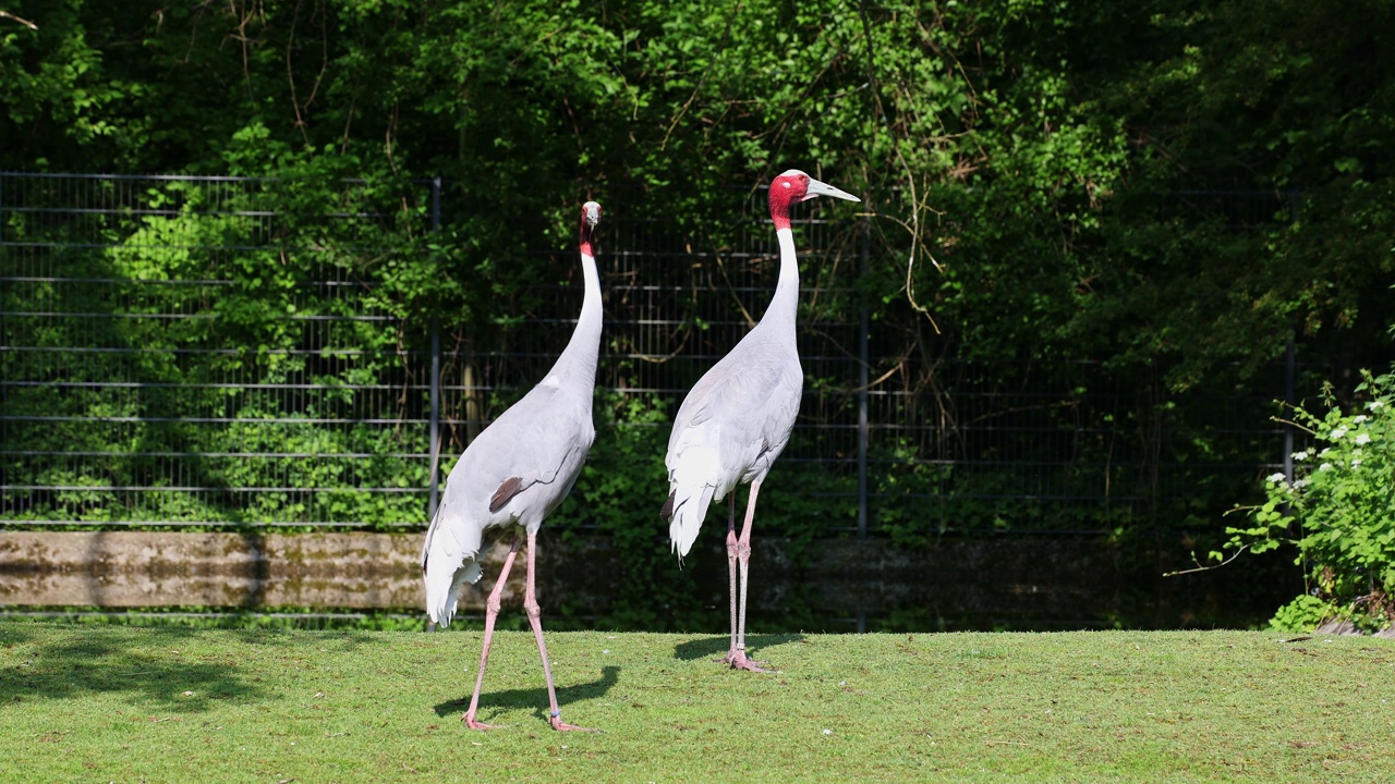 Sarus crane, Grus antigone也被称为印度Sarus crane视频素材