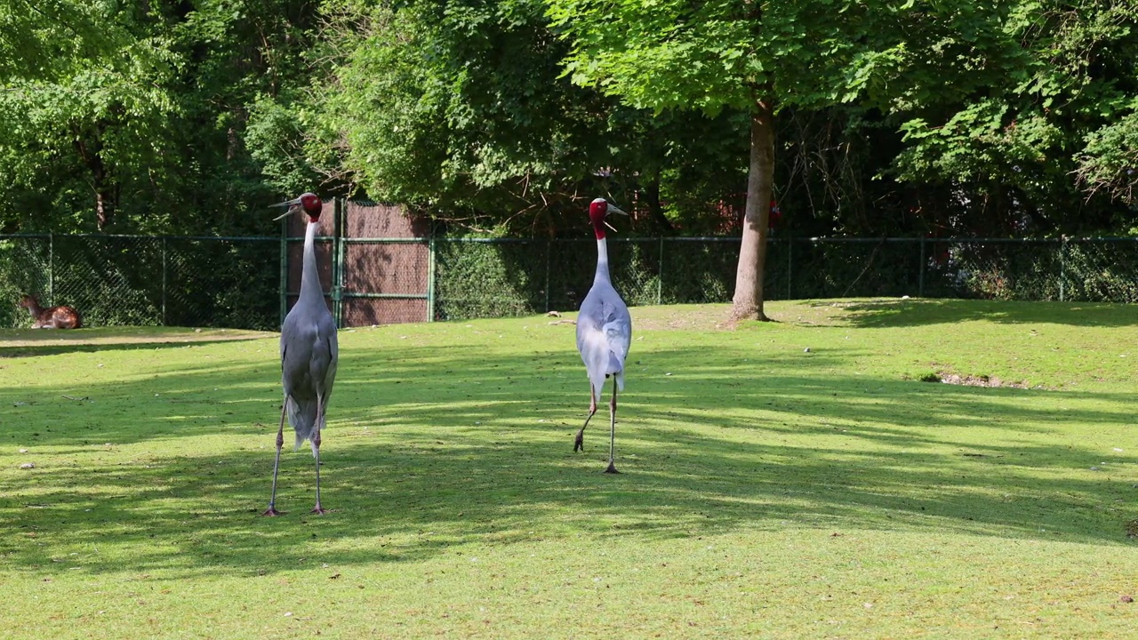 Sarus crane, Grus antigone也被称为印度Sarus crane视频素材