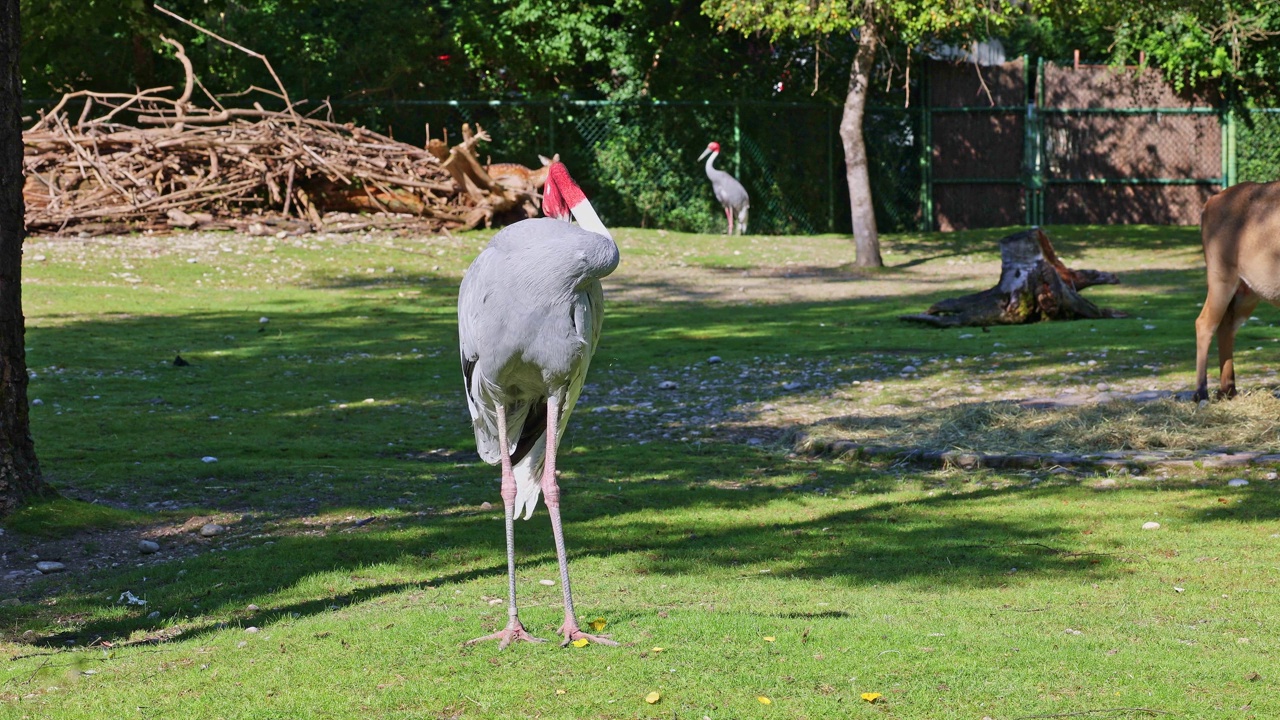 Sarus crane, Grus antigone也被称为印度Sarus crane视频素材