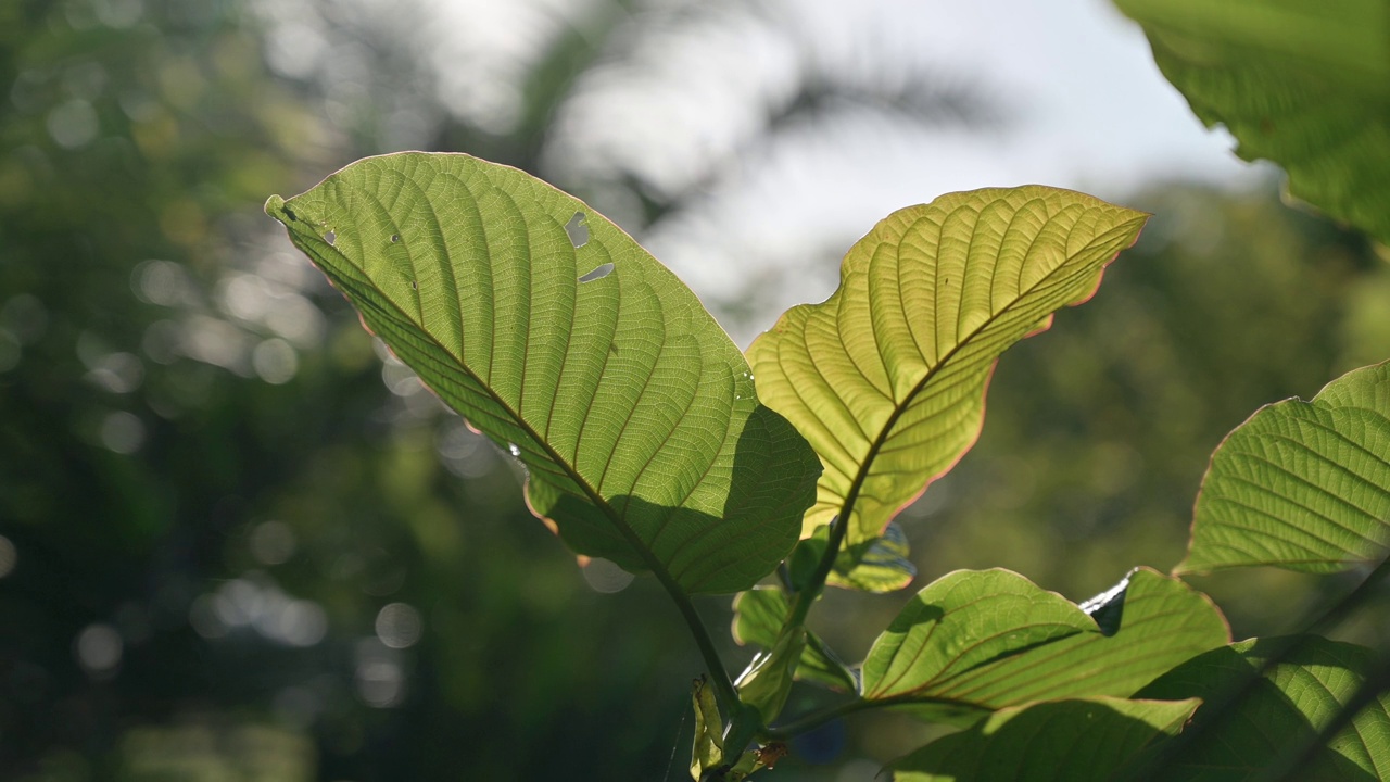 Kratom绿色是一种药物视频素材