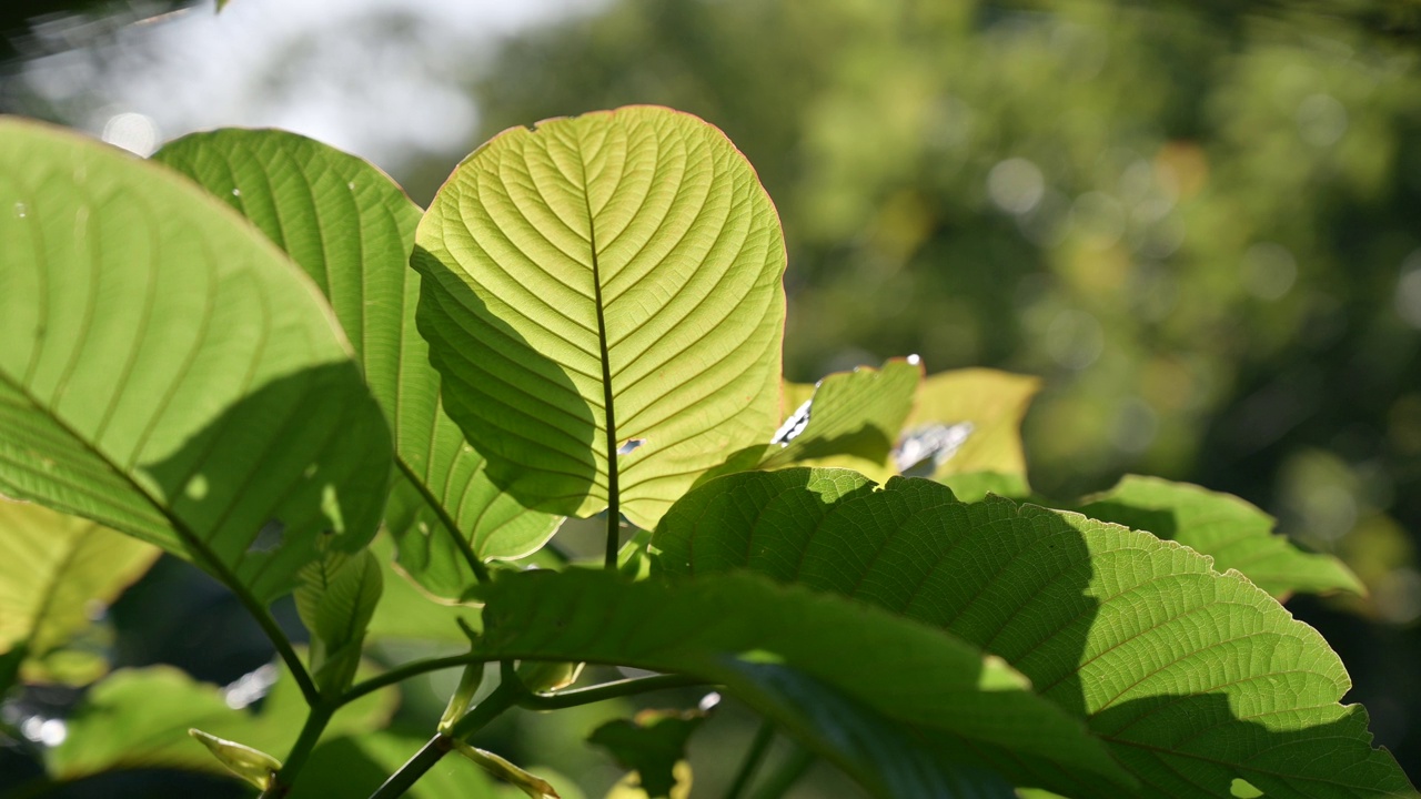 Kratom绿色是一种药物视频素材