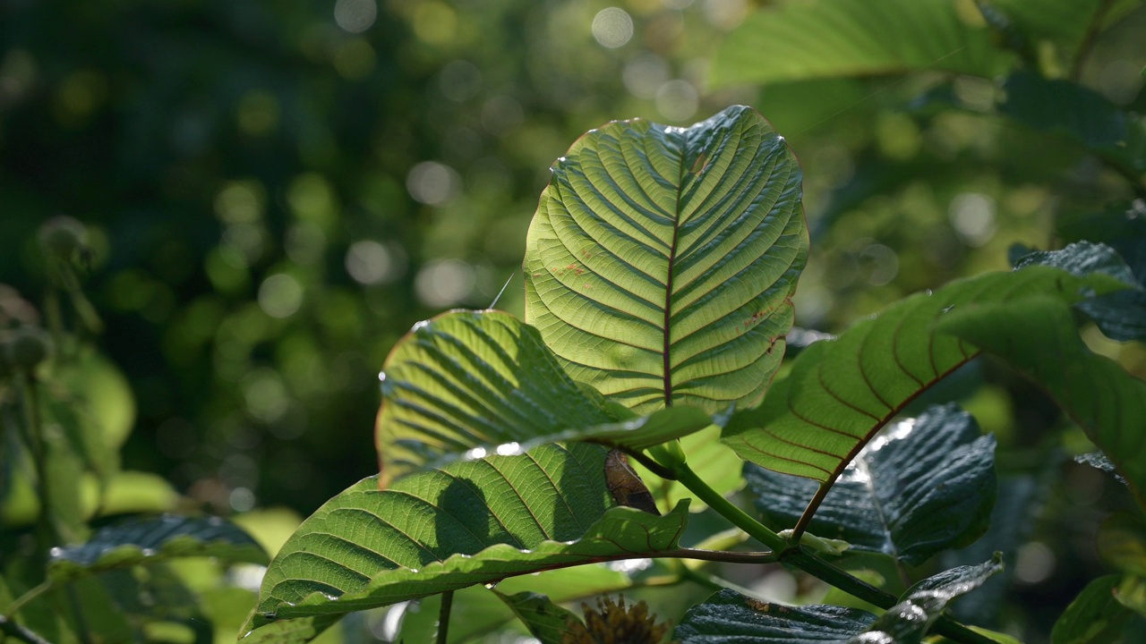 Kratom绿色是一种药物视频素材