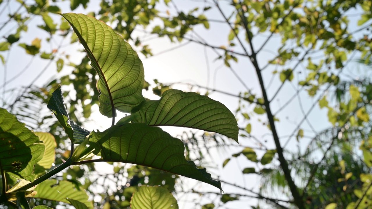 Kratom绿色是一种药物视频素材