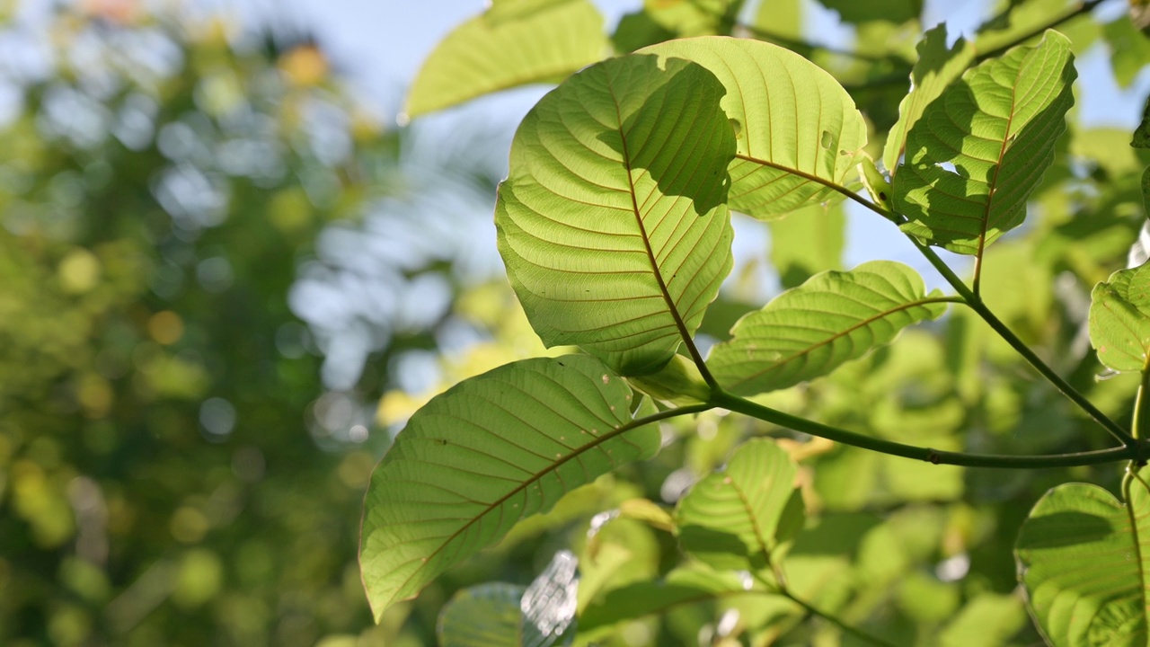 Kratom绿色是一种药物视频素材