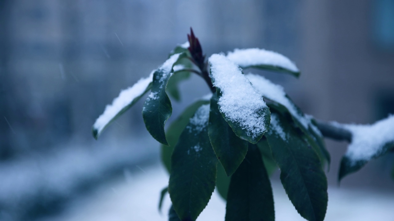 雪花落在树叶上视频素材