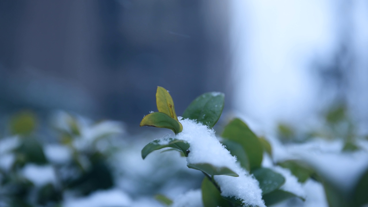 雪花落在树叶上视频素材