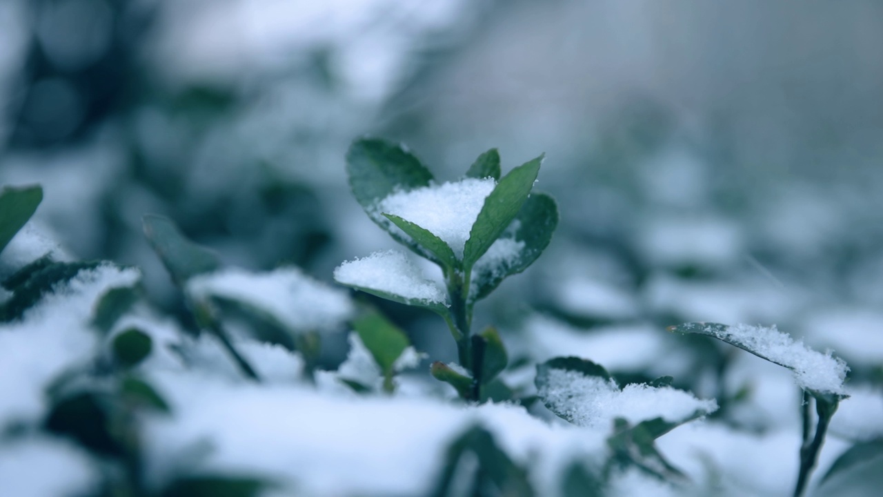 雪花落在树叶上视频素材