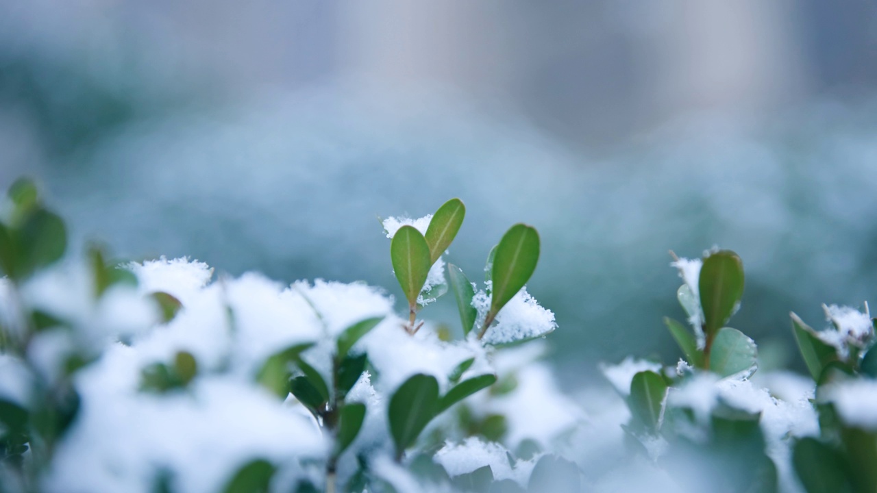 雪花落在树叶上视频素材