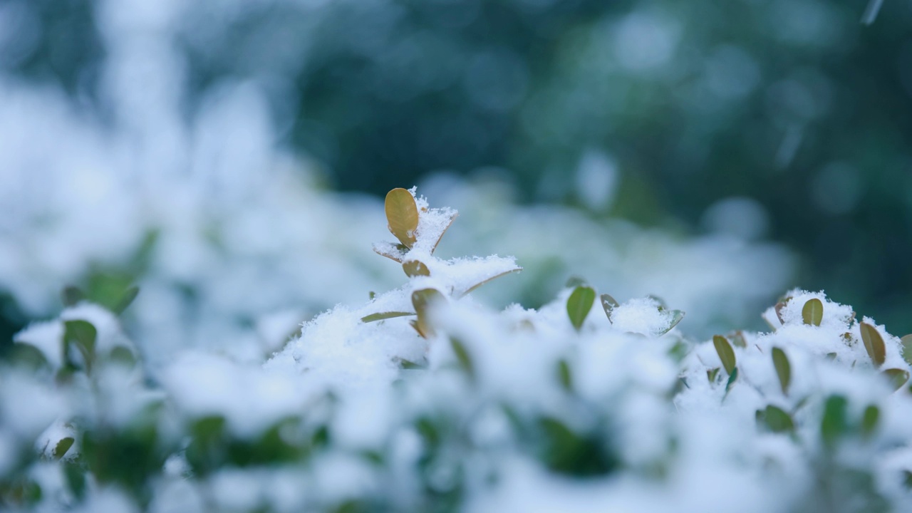 雪花落在树叶上视频素材