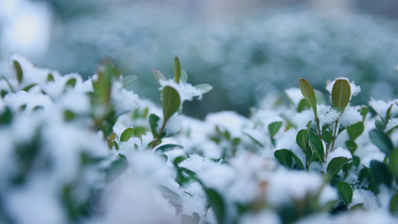 雪花落在树叶上视频素材