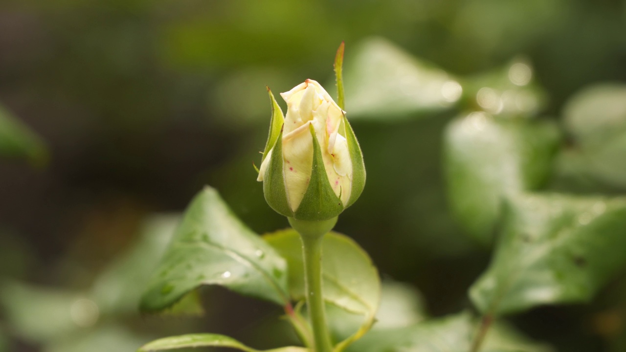 白玫瑰未开放的花蕾。视频素材