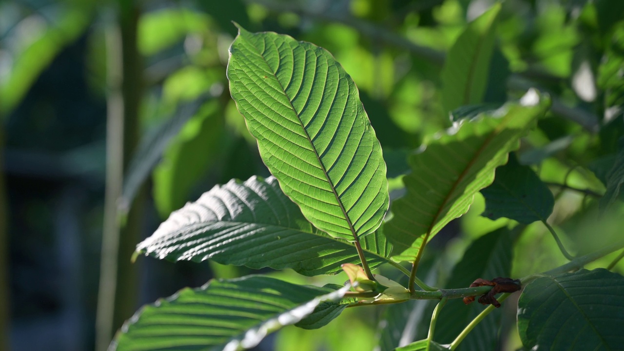 Kratom绿色是一种药物视频下载