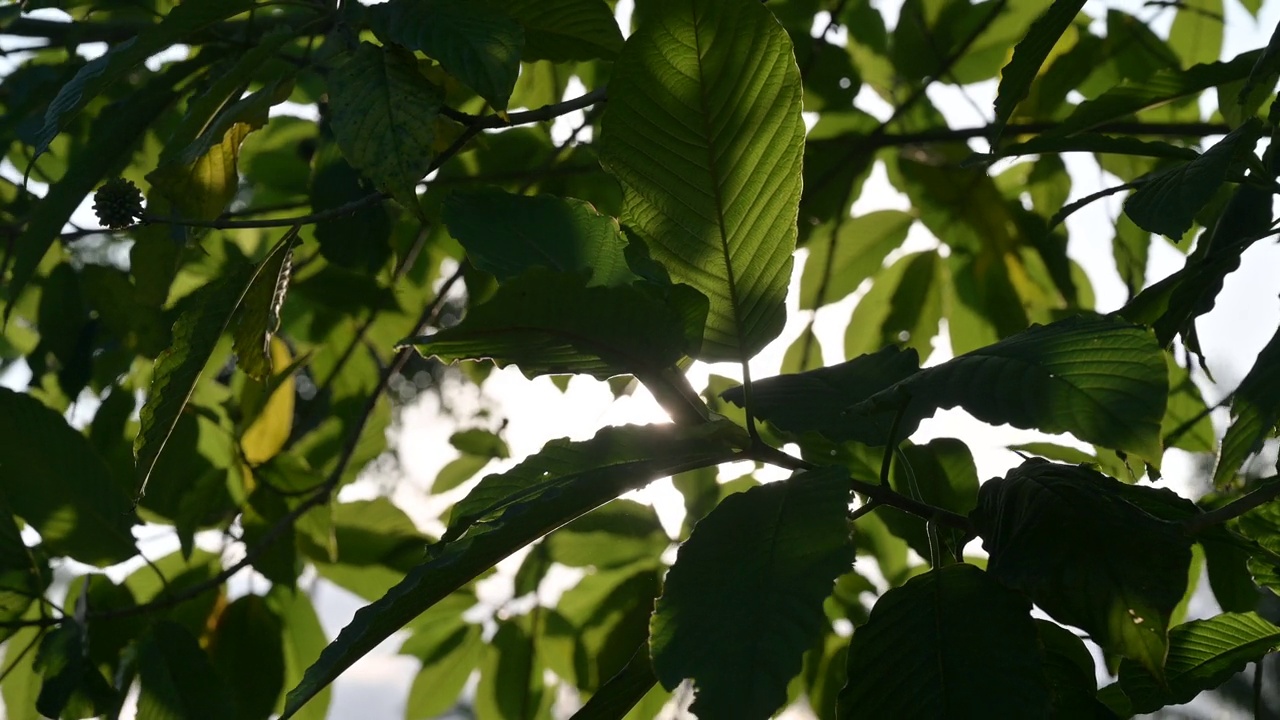 Kratom绿色是一种药物视频素材