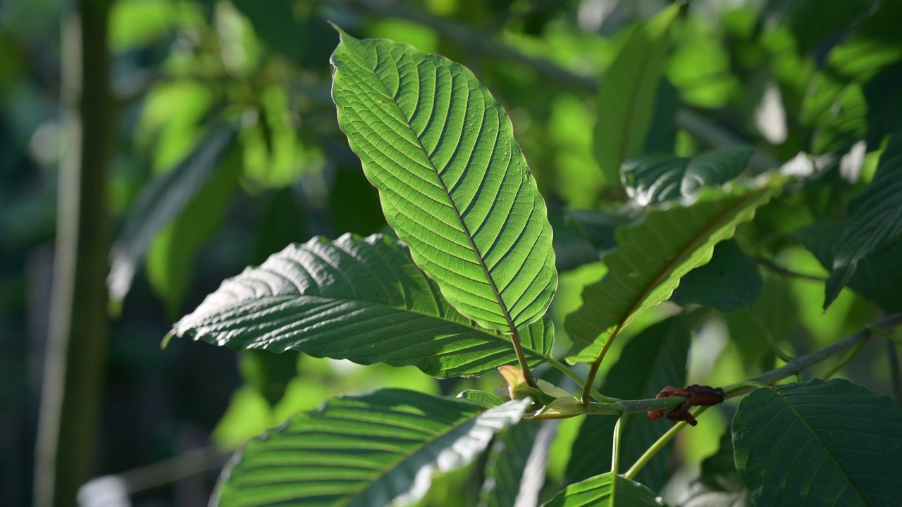 Kratom绿色是一种药物视频下载