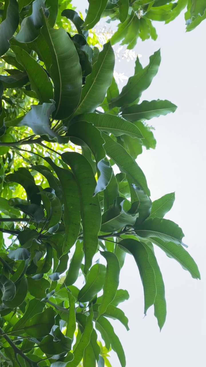 芒果树叶视频素材