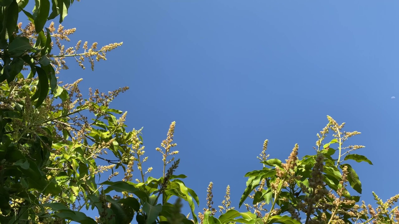 芒果树梢映衬着湛蓝的天空视频素材