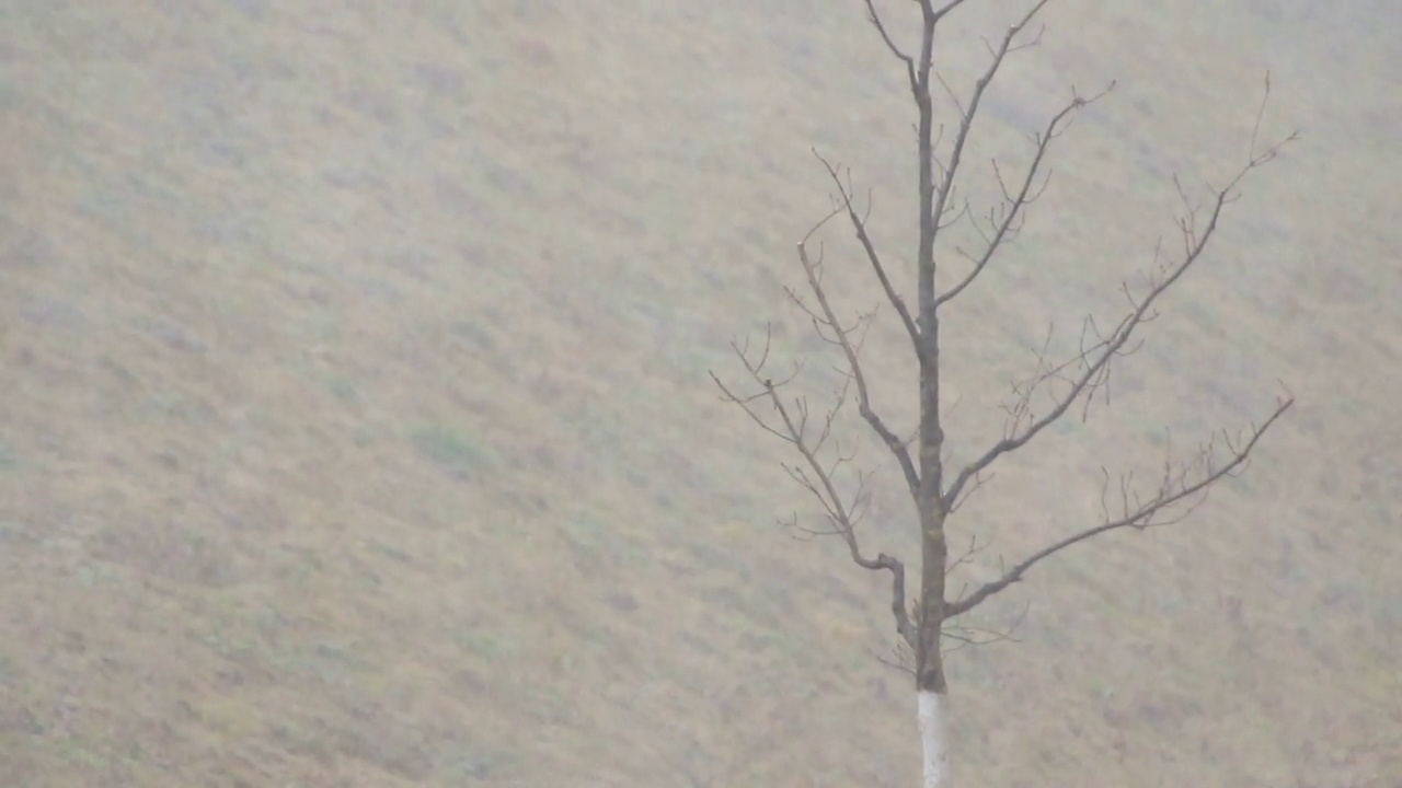 雷根斯堡，德国:冬季暴风雪伴随着强风。城市里的降雪视频素材