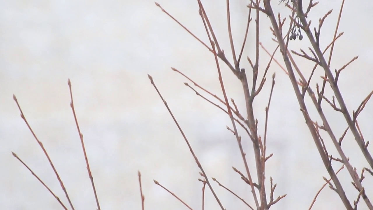 雷根斯堡，德国:冬季暴风雪伴随着强风。城市里的降雪视频素材