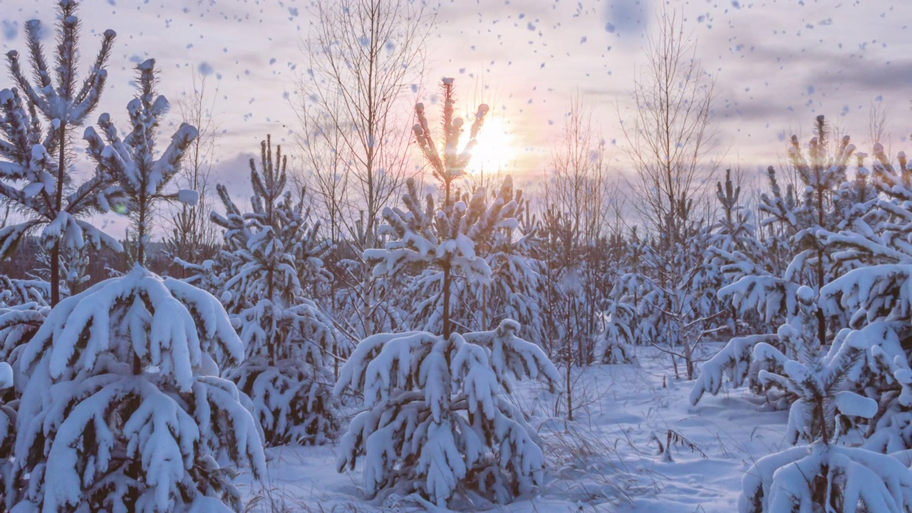 冬天的景观有降雪量，云杉树枝上的霜花，圣诞冬天的景观美丽视频素材