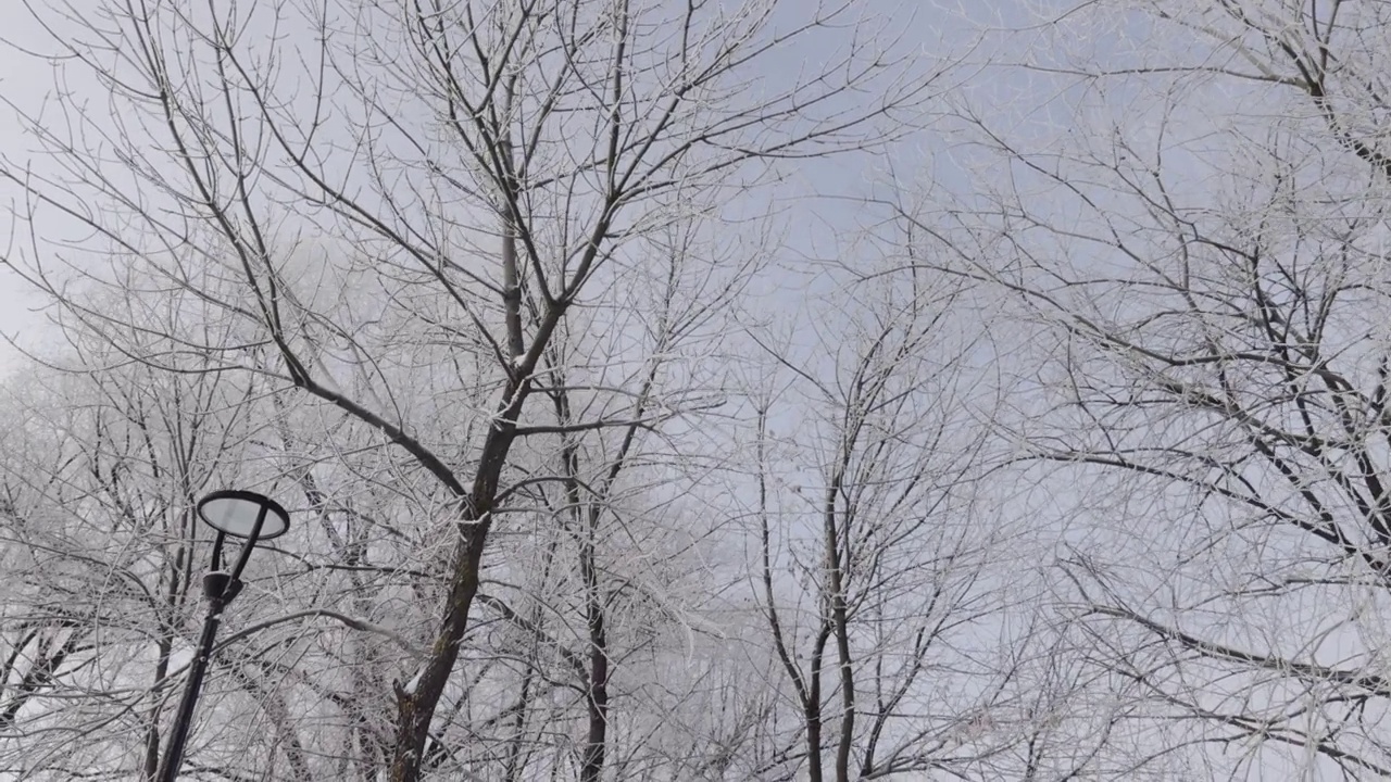 白桦枝头在雪和霜的对抗下视频素材